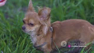 Tiny Paws: Top Smallest Dog Breeds Worldwide