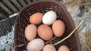 Collecting chicken EGGS