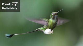 Extreme Hummingbirds