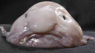 Facts: The Blobfish (Updated)