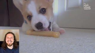 Let's Watch Cute Puppies #reactionvideo