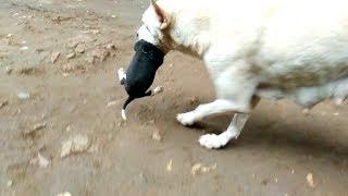 A street dog protecting her cub from out person / Rockfort puppies