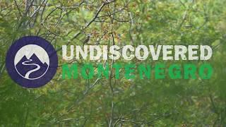 Birds of Villa Miela - Undiscovered Montenegro