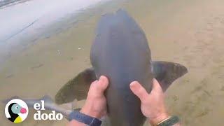 Hombre rescata a 3 tiburones con sus manos | El Dodo