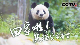 【ENG】Back Home! Panda Princess Xiang Xiang【CCTV纪录】