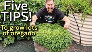 5 Tips How to Grow a Ton of Oregano in Containers