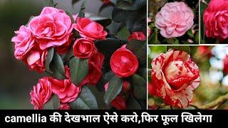 camellia की देखभाल ऐसे करो फिर देखो । camellia care in pots