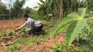 Filme reivindica la agricultura de Puerto Rico