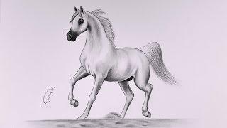 كيفية رسم حصان في الرصاص - How to draw a horse with a pencil