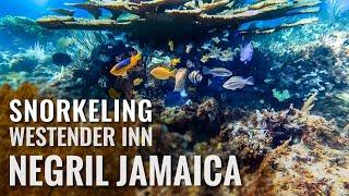 Snorkeling The Westender Inn NEGRIL, JAMAICA [4K]