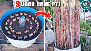 How to Successfully Grow Sugar Cane in Containers at Home: Step-by-Step Guide| Part 1