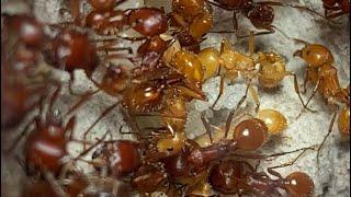 Amazing ants of south Texas.