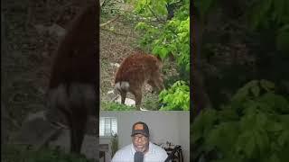 thats not a pet thats a wild animal