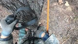 집옆 거대 위험목 Arborist 아보리스트 기술로 제거하기(헌집 살리기 프로젝트)