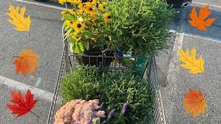 CLEARANCE Plant Haul from LOWES Garden Center