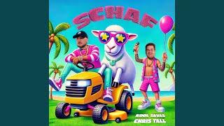 Schaf