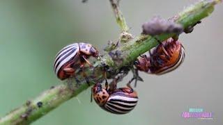 Have Invasive Plants? Get Some Bugs! | Mission Unstoppable