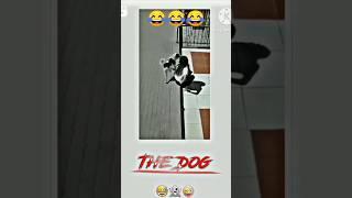 THE DOG $#@@