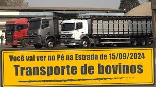 Transporte de bovinos no centro-oeste e no norte do Brasil