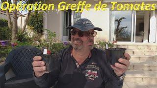 Opération Greffe de Tomates