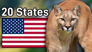 The Mountain Lion Population In Each State They Inhabit & Their Future