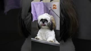 Cozy had a wonderful grooming session at FUREVER PETS GROOMING STUDIO! 