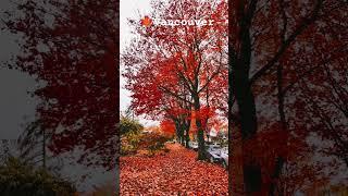 The most beautiful maple leaf Street in Vancouver #canada #vanlife#fall #video #shorts#autumn