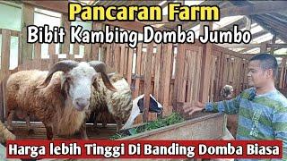 3000...!!Kawinan Domba Super Jumbo.Gratis Ongkir SE Jawa#domba #hargadomba #ternak