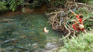 Wild Fishing, Nature Fishing In Caves, In The Bushes In The Stream, Catching Many Fish