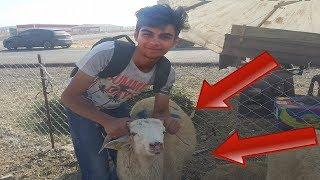 YOUTUBE KAZANÇLARIMLA KURBANLIK KOYUN ALDIM