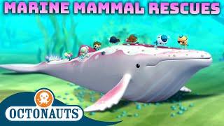 ​@Octonauts - Marine Mammal Rescues ️ | 60 Mins+ Compilation | Underwater Sea Education