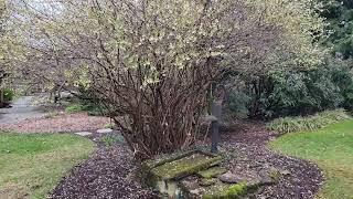 Fragrant Honeysuckle