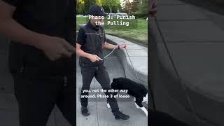 STOP LEASH PULLING in 15 minutes ⬇️
