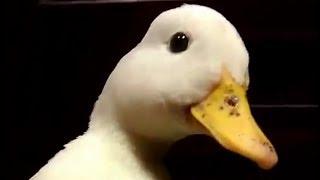 quack.mp4