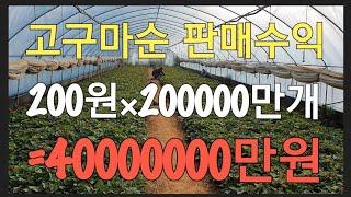 약 3백50평 고구마순 판매로 40,000,000만원의 고소득을?? #귀농귀촌 정보