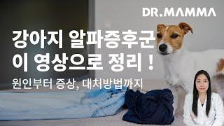 내가 제일 잘나가~ 강아지 알파증후군 원인과 증상 알아보아요