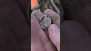 bagseal #short #shrots #shortsvideo #youtubeshorts #garrett #metaldetecting #entertainment #history