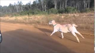 Gary the goat goes to boot camp on the way to Bamaga.