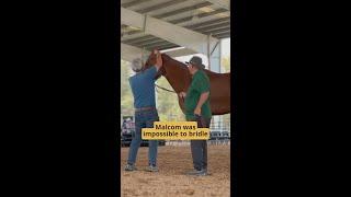 Parelli’s Horse Psychology Summit 2025