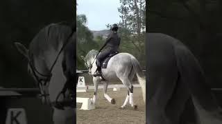 Lesson Time! I’m teaching Sylvia on Mercurio #dressage #dressagetraining #horse