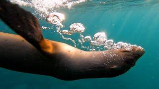 Fun with Sea Lions on Galapagos in 4k