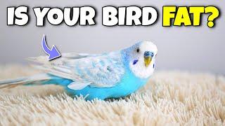 Is your Bird Obese? Check if your Bird is Overweight!