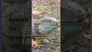 "Meet the Majestic Animals | Animal Name, Facts, and More | YouTube Shorts" #ZB53 #ZoomorphicBytes