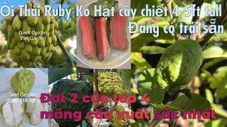 Vlog#77: Ổi Thái Ruby 4-5ft đang có trái- MC Milky cây lớn- MC Giant Golden trái khổng lồ.