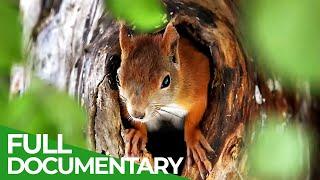 Days of Summer - Nature's Peak Performance | Free Documentary Nature