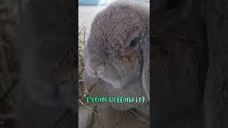 Cream Holland Lop Bunny Eating Hay (ASMR)