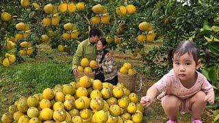 Together with my husband, I picked sweet grapefruit to sell, cook and build a new life