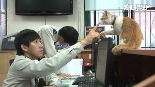 Mango the cat making itself comfortable at a police station