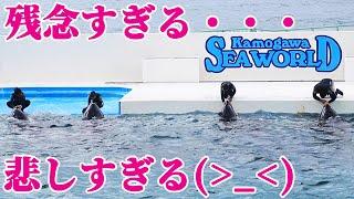 ラビーの赤ちゃんが・・・(T_T) 鴨川シーワールド シャチショー KamogawaSeaWorld  orca killerwhale