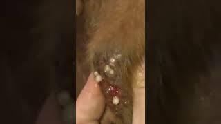 Remove thousands of mangoworms on the poor puppy back! part 2